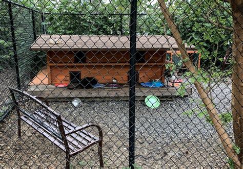 Wff Cat Sanctuary In New York Home For Nycs Wild Cats