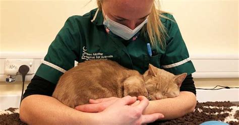 Rvc Recognises Animal Blood Donors Vet Times