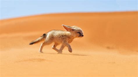 壁纸 景观 砂 野生动物 沙漠 狐狸 Fennec 野兔 动物群 1920x1080像素 狗像哺乳动物 生态区 豺狼