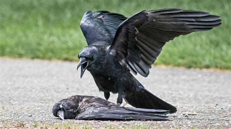 Why Are Some Crows Committing Acts Of Necrophilia The New York Times