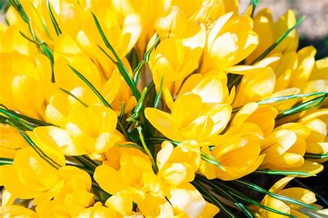 Premium Photo Yellow Crocus Flowers