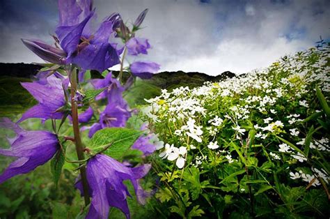 We did not find results for: Beautiful Flowers of India,Top 5 Flower Valleys in India ...