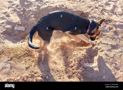 Female Black And Tan German Shepherd Dog Digging Stock Photo Alamy