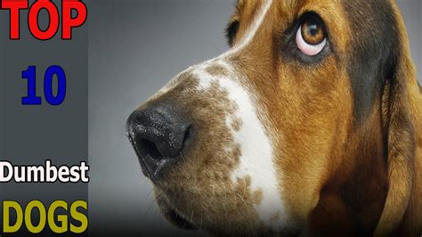 Top 10 Dumbest Dog Breeds Top 10 Animals Funnydogtv
