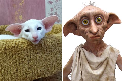 68 Cats That Look Like Other Things Bored Panda