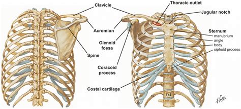 Human skeleton system rib cage posterior view anatomy. Anatomy of the Thoracic Wall, Pulmonary Cavities, and Mediastinum | Thoracic Key