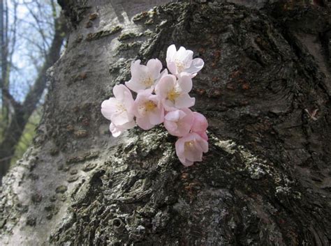 How Beautiful Cherry Blossom On The Knotty Trunk Of The Tree Now I