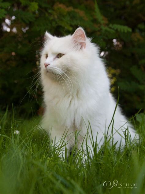 Davinci Vom Bluemelsbachtal Turkish Angora Cat Angora Cats Pics Of