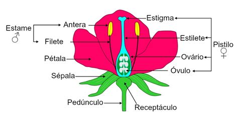 Flor Biologia Net