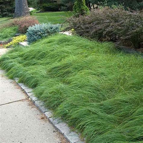 Buy Your Deer And Drought Proof Carex Pennsylvanica And Other Sun And