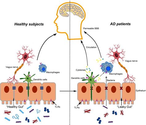 Microbiota Gut Brain Axis And Toll Like Receptors In Alzheimers