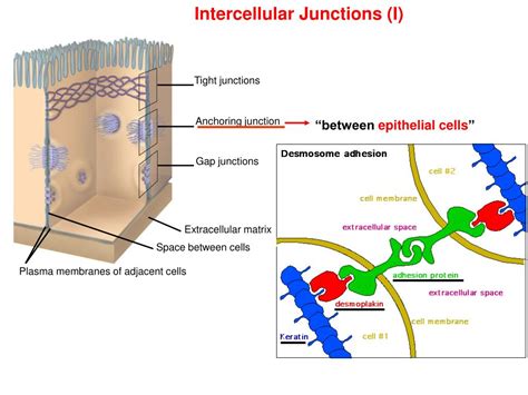 Intercellular Space คือ อะไร ความรู้และความเข้าใจ