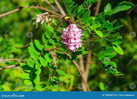 Pink Blooming Robinia Hispida Known As Bristly Locust Rose Acacia Or