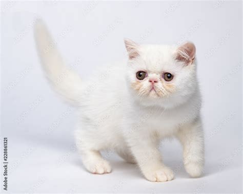 White Exotic Shorthair Kittens