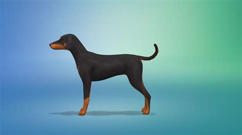 Bowlofpixels The Sims 4 Cap Dog Breeds And Presets Doberman