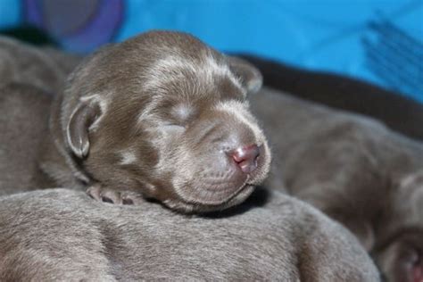 Exclusive petland 14 day viral warranty invaluable. Labrador Puppies for Sale - Silver Labs for Sale - Dog ...