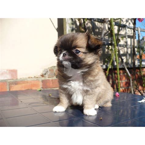 Japanese Chin Chihuahua Mix Chin Wa Puppy Captain Jack Sparrow