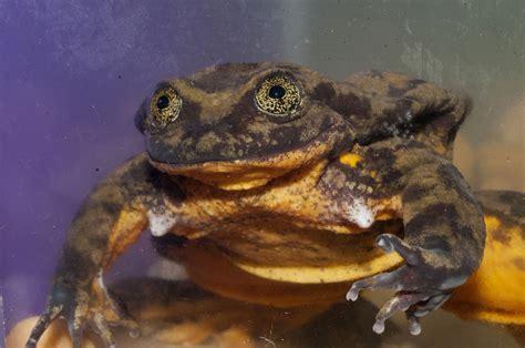 Worlds Loneliest Frog Romeo Finally Finds His Juliet After 10 Years