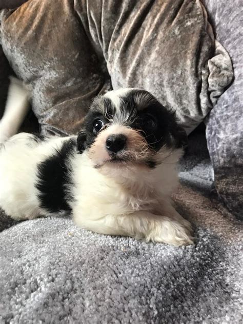 Bichon Frise X Chihuahua In Armagh County Armagh Gumtree