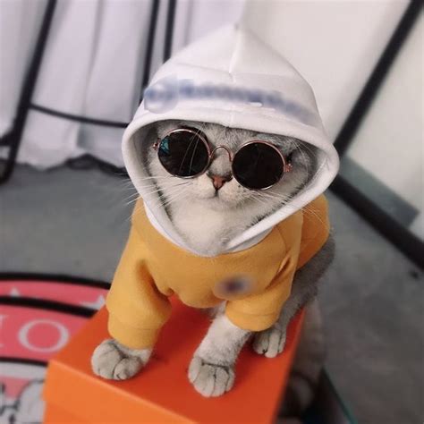 National Sunglasses Day Check Out These 5 Instagram Cool Cats Sporting