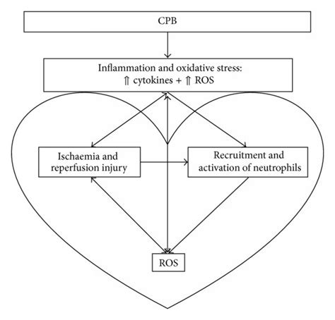 Schematic Overview Of Inflammatory And Oxidative Stress Response During
