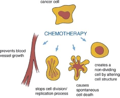 Cell Division Cancer And Chemotherapy Leukemia