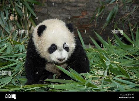 Baby Giant Panda Ailuropoda Melanoleuca About 5 Months Old With