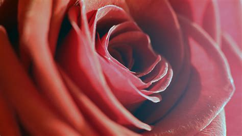 Rose Red Macro Flower Petals 4k Hd Wallpaper
