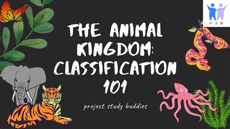 The Animal Kingdom Classification 101 Igcse Biology Youtube