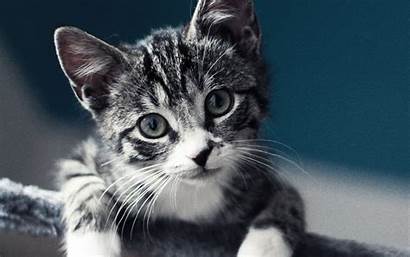 Cat Animal Nature Mi35 Macbook Papers Pro