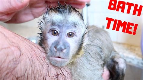 Cute Baby Monkey Bath Time Youtube