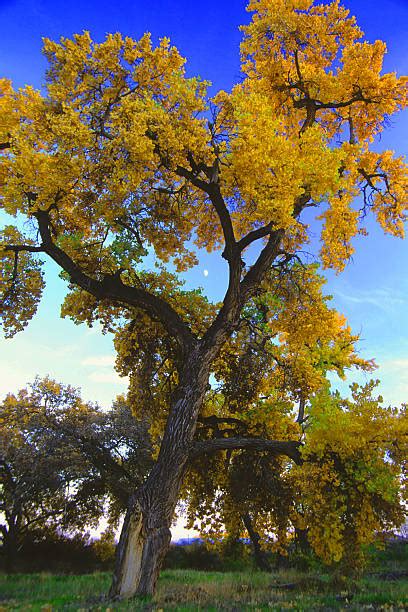 150 Cottonwood Trees In New Mexico Usa Fall Colors Stock Photos