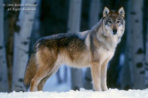 Gray Wolf Canis Lupus With Snow And Aspen Trees Controlled
