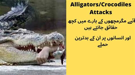 Alligatorcrocodiles Information And Their Top 3 Attacks On Humans