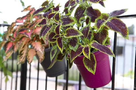 Coleus Plant Propagation How To Grow Coleus From Stems Aura Trees