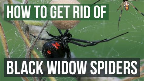 How To Get Rid Of Black Widow Spiders 4 Easy Steps Youtube