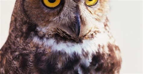 This exercise consists of a text about camels in which there are 8 gaps. What kind of sound does an owl make at night? | eHow UK