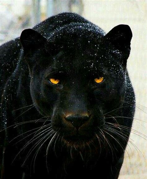 Adjective consecutive and in quick succession; The meaning and symbolism of the word - «Panther»