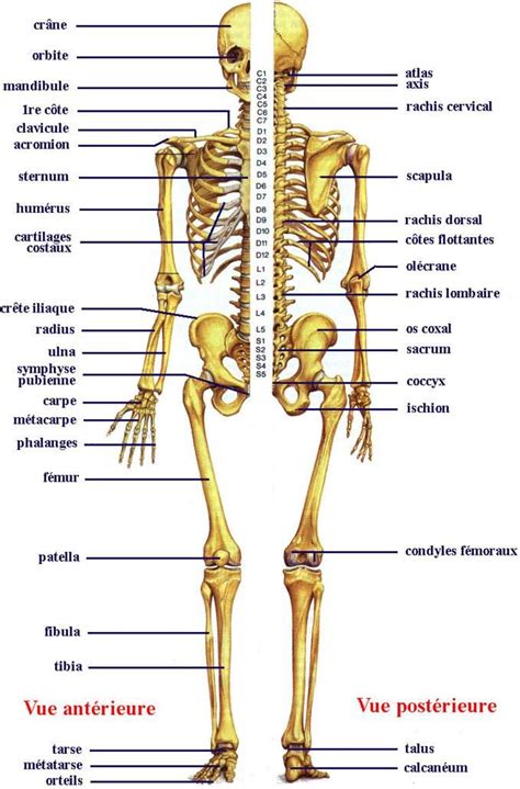 Lower jaw (mandible) collar bone. Back Bones Diagram / Compression Fracture Of The Spine For ...