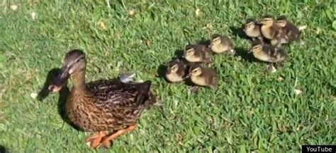 Ducklings Following Their Mothers Video