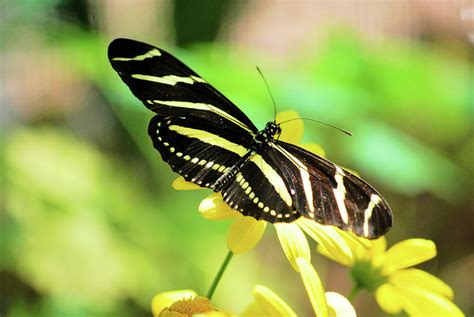 Zebra Butterfly Photograph By Nancy Jenkins Pixels