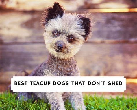 5 Best Teacup Dogs That Dont Shed 2024 We Love Doodles