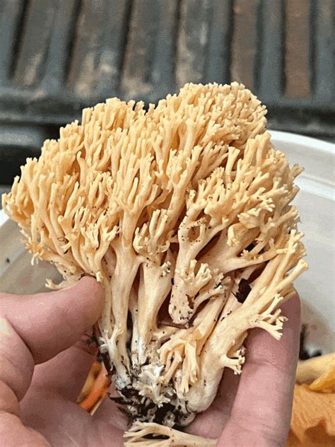 Western Nc Coral Fungus Id Pleaseramaria Mushroom Hunting And