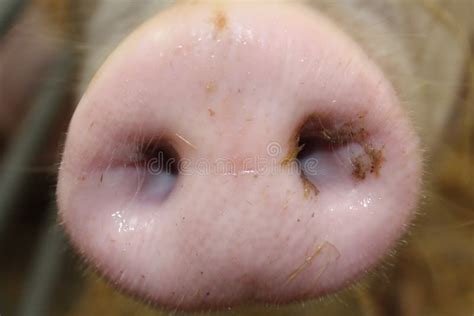 Pig Snout Stock Image Image Of Oink Nostril Smell 42603543