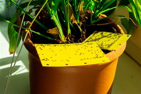 Yellow Sticky Traps How Do They Work Plantura