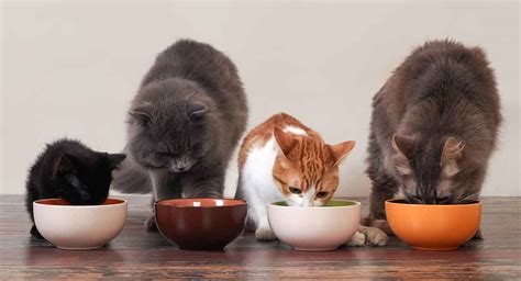 How Much To Feed A Cat Your Complete Feeding Guide