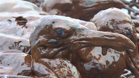 Bp To Pay Record Fine For Gulf Oil Spill