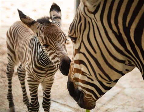 Wildly Adorable Baby Zebra And Baby Monkey Have Joined