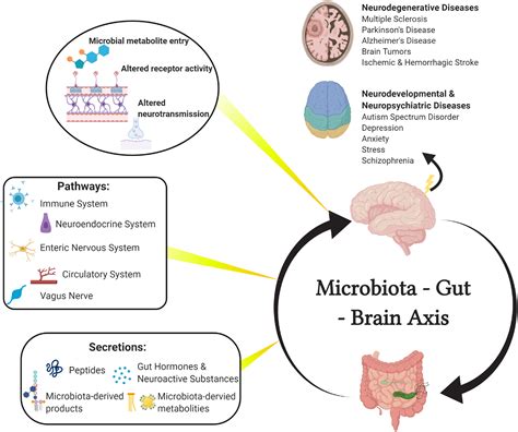 Microbiota And The Gut Brain Axis Implications For New Therapeutic