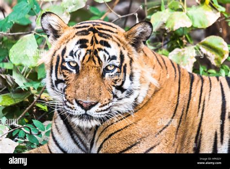 Royal Bengal Tiger Hi Res Stock Photography And Images Alamy
